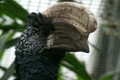 Zilverwangneushoornvogel