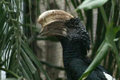 Zilverwangneushoornvogel