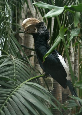 Zilverwangneushoornvogel