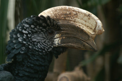 Zilverwangneushoornvogel