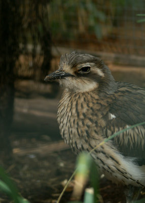Australische Griel