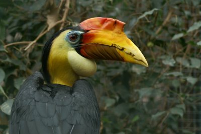 Geribbelde Neushoornvogel