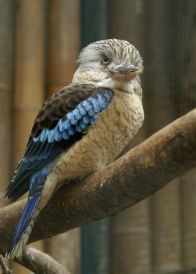 Blauwvleugelkookaburra