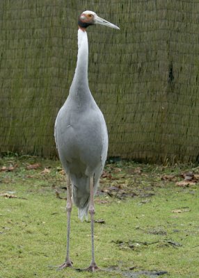 Saruskraanvogel
