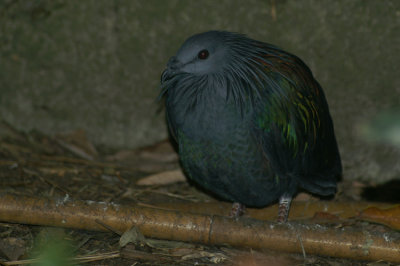 Manenduif