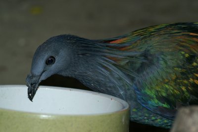 Manenduif