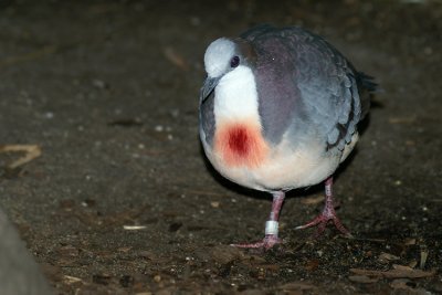 Avifauna 15-FEB-2009