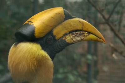 Dubbelhoornige Neushoornvogel