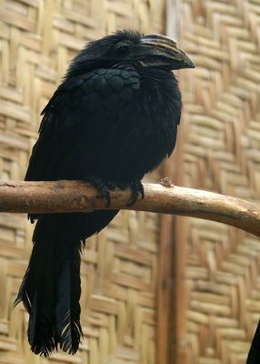 Temmincks Neushoornvogel