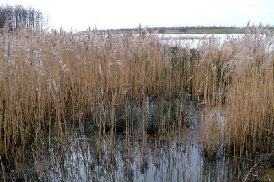 Spieringpolder