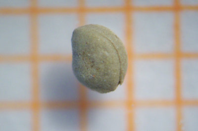 Potamogeton spec. (pusillus?)