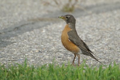 American Robin