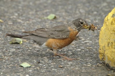 American Robin