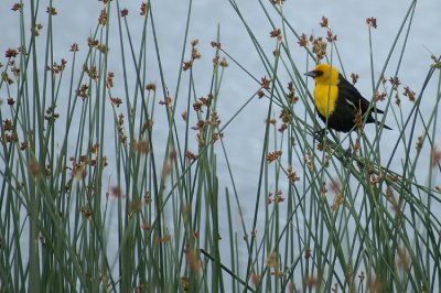Yellow-headed Cowbird