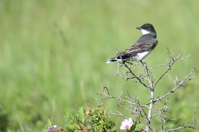 Eastern Kingbird