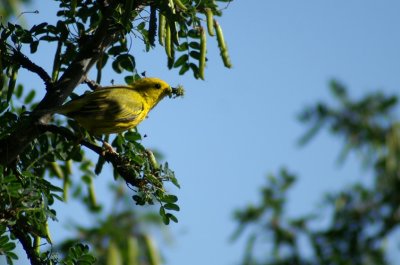 Yellow Warbler