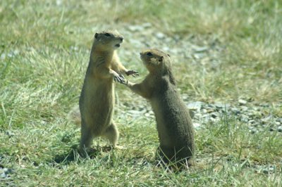 Richardsons Ground Squirrel