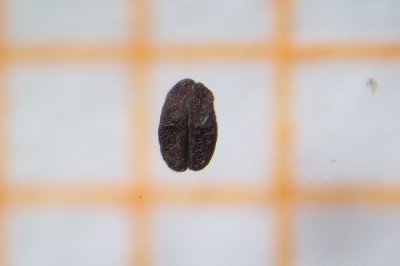 Seed look-alike