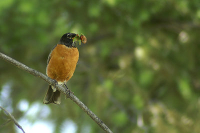 American Robin