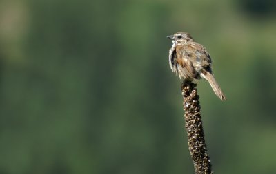 Song Sparrow