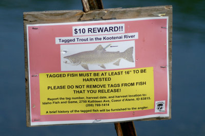 Trout research
