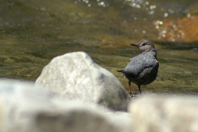 American Dipper