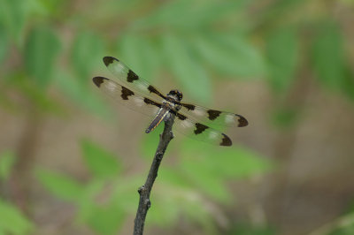 Dragonfly