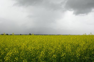 Rape field