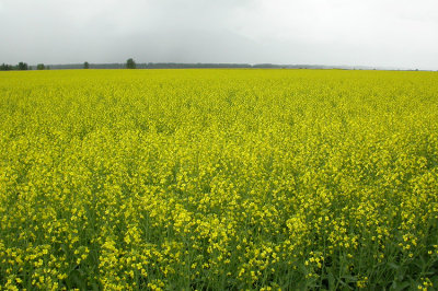 Rape field