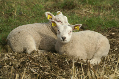 Lammetjes