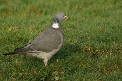 Common Wood Pigeon