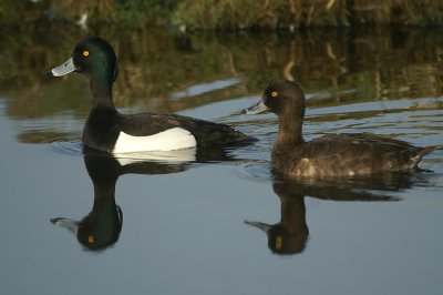 Tufted Duck