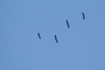 21-03-09 Blauwe Reiger