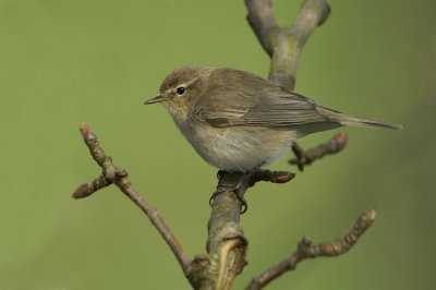 Common Chiffchaff