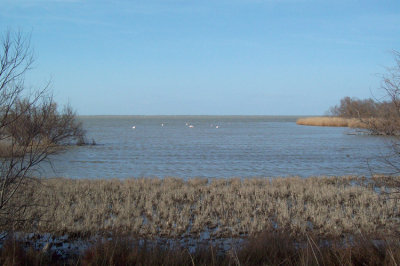 Camargue