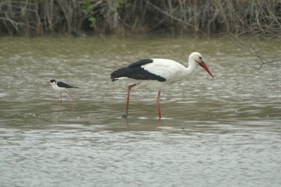 White Stork and Black-winged Stilt