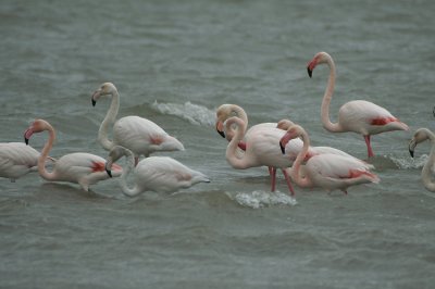 Greater Flamingo