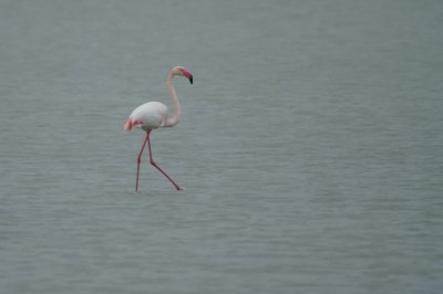 Greater Flamingo