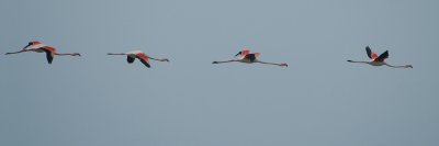 Greater Flamingo