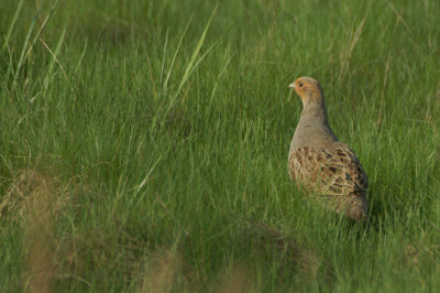 Grey Partridge