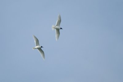 01698 - Mediterranean Gull - Ichthyaetus melanocephalus