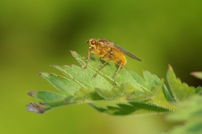Yellow dung fly