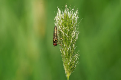 Hoverfly spec.