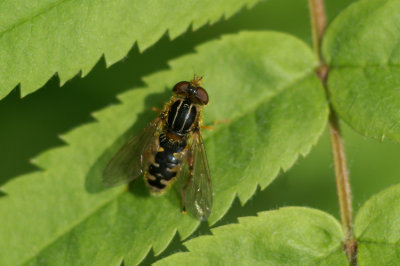 Hoverfly spec.