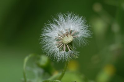 Common Groundsel