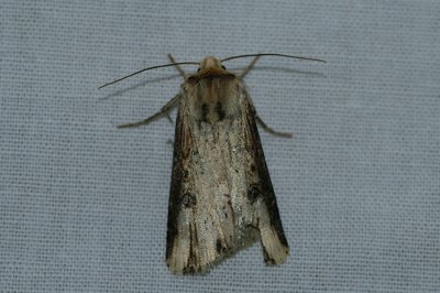 Axylia putris