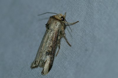 Axylia putris