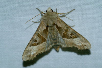 Phlogophora meticulosa
