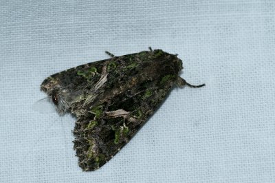 Trachea atriplicis