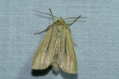 Mythimna impura